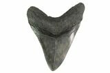 Fossil Megalodon Tooth - South Carolina #135453-2